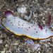 Chromodoris daphne - Photo (c) Klaus Stiefel, some rights reserved (CC BY-NC)