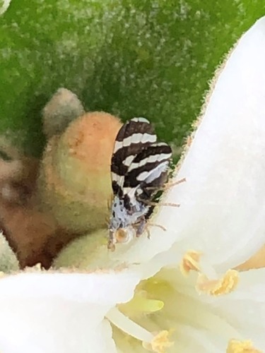 Cooronga mcalpinei