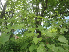 Tilia mandshurica