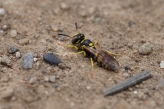Philanthus pulchellus