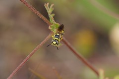 Philanthus pulchellus