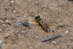 Philanthus pulchellus