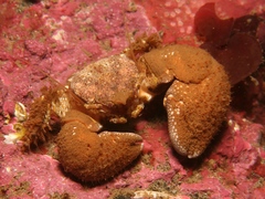 Pachycheles pubescens