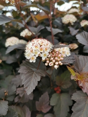 Physocarpus opulifolius