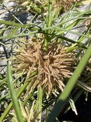 Cyperus dioicus