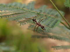 Myrmecia forficata