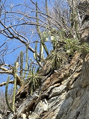 Yucca capensis