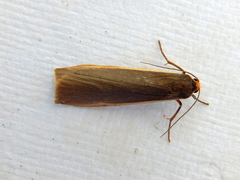 Palaeosia bicosta