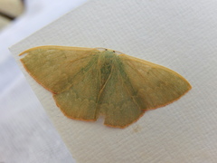 Prasinocyma semicrocea