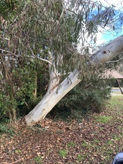 Eucalyptus rubida rubida