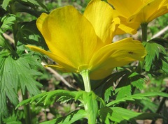 Trollius ranunculinus