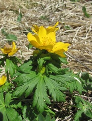 Trollius ranunculinus