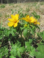 Trollius ranunculinus