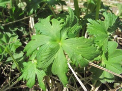 Trollius ranunculinus