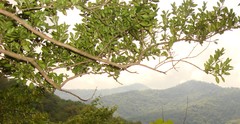 Buxus colchica