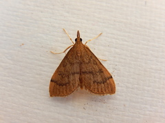 Metasia dicealis