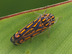 Apogonalia stalii