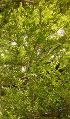 Buxus colchica