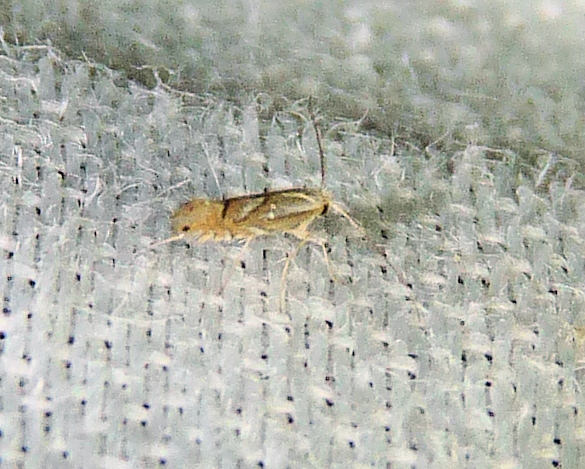 Phyllonorycter olivaeformis
