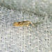 Phyllonorycter olivaeformis - Photo (c) Diane P. Brooks, some rights reserved (CC BY-NC-SA), uploaded by Diane P. Brooks