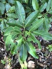 Melicope triphylla