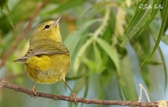 Leiothlypis celata