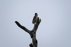 Campethera bennettii bennettii