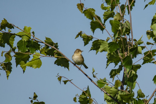 Zarcero escita (Iduna caligata)