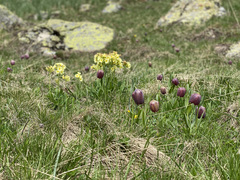Fritillaria macedonica
