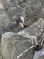 Mammillaria phitauiana
