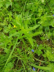 Rhinanthus alectorolophus