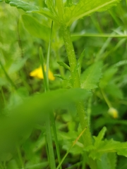 Rhinanthus alectorolophus