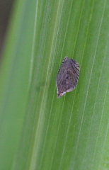 Lophops carinata
