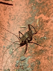 Pleioplectron hudsoni