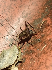 Pleioplectron hudsoni