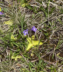 Pinguicula balcanica
