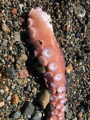 Enteroctopus dofleini