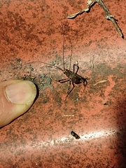 Pleioplectron hudsoni