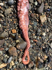 Enteroctopus dofleini