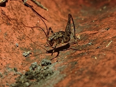 Pleioplectron hudsoni