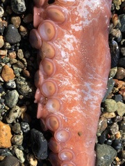 Enteroctopus dofleini