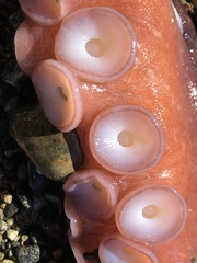 Enteroctopus dofleini