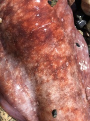 Enteroctopus dofleini