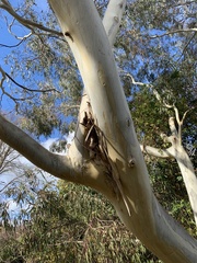 Eucalyptus rubida rubida