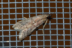 Ephestia unicolorella