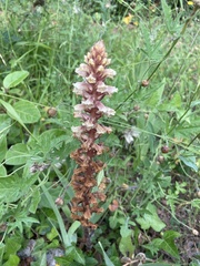 Orobanche