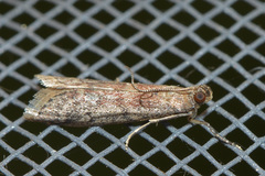 Ephestia unicolorella