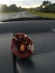 Russula persanguinea