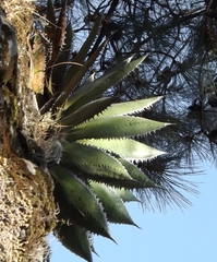 Agave horrida