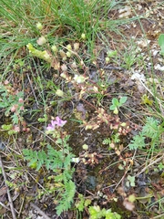 Saxifraga tridactylites